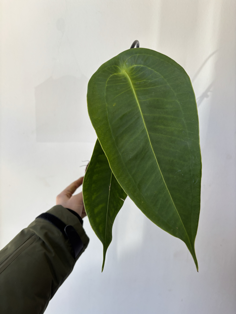 Anthurium Peltigerum