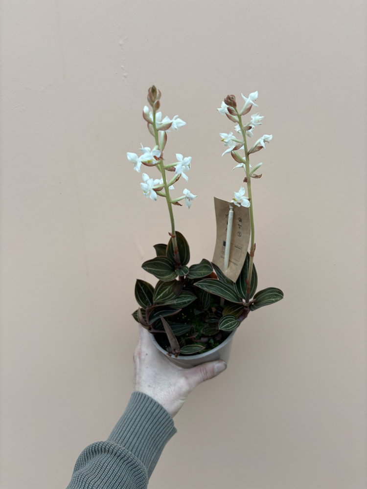 Ludisia Discolor 
