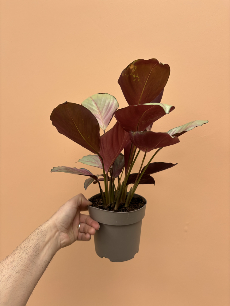 Calathea 'Silver Plate'