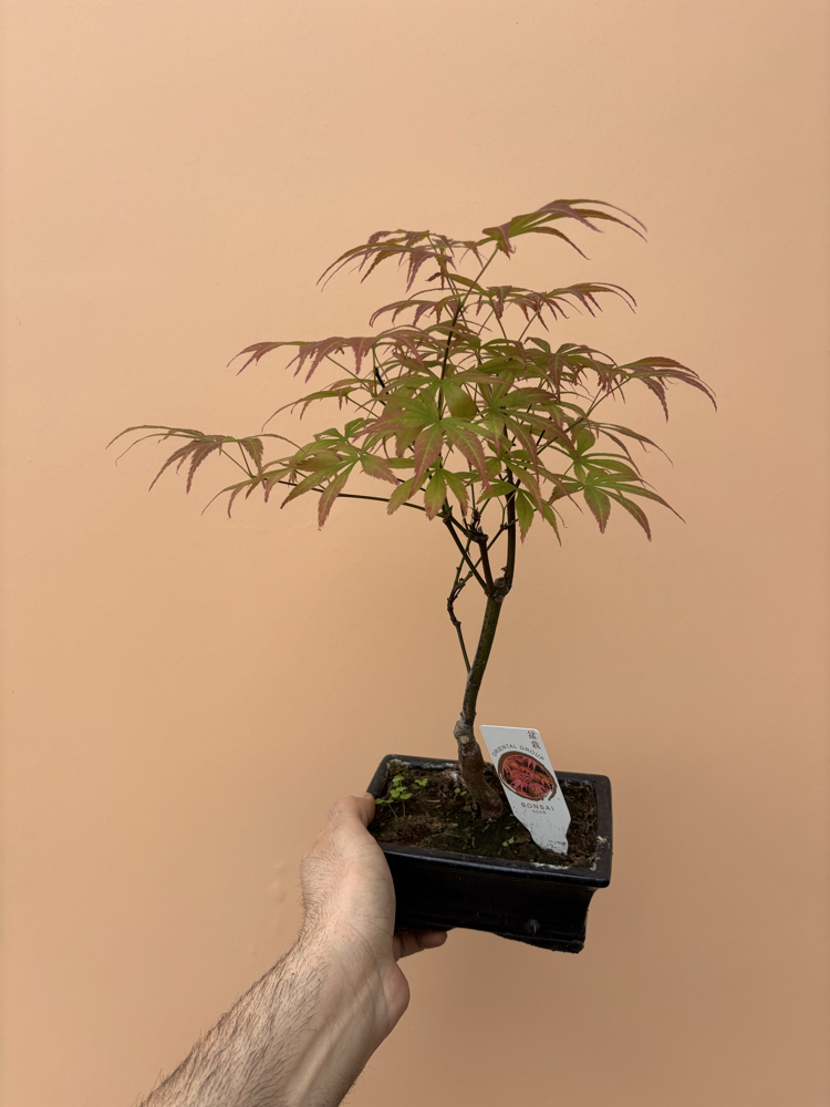 Acer Bonsai Deshojo