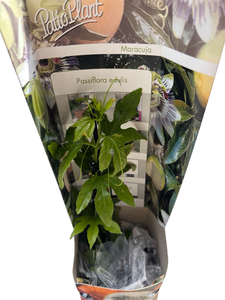 Passiflora edulis - çarkıfelek meyvesi fidanı