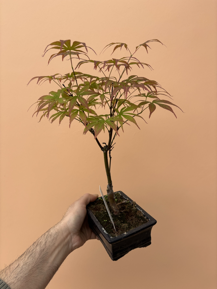 Acer Bonsai Deshojo