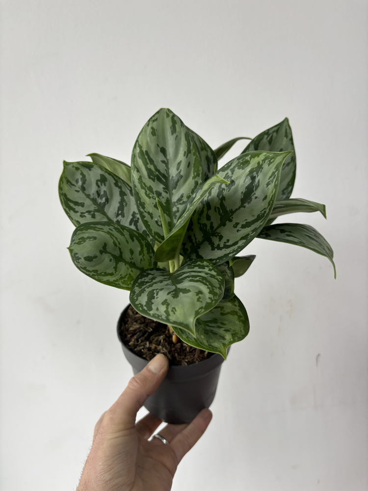 Aglaonema Jungle Silver 