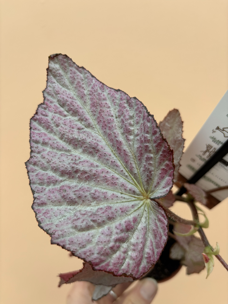 Begonia Two Face
