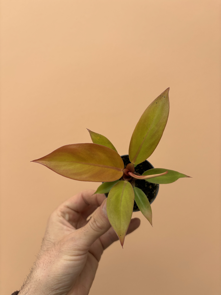 Mini Philodendron Prince of Orange 