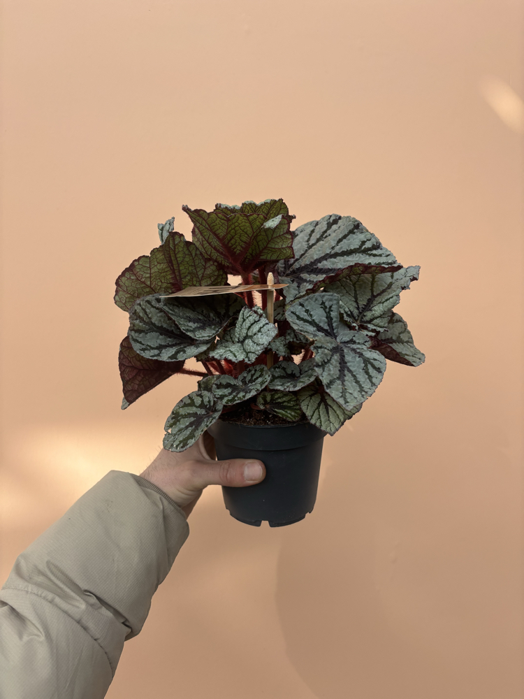 Begonia Fedor