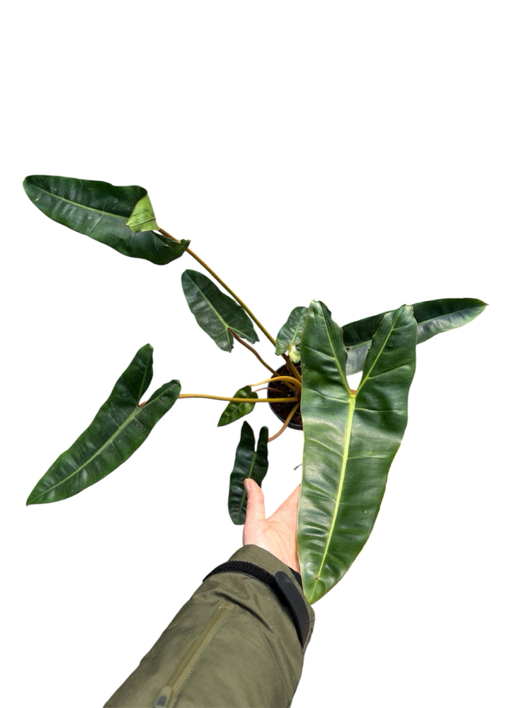 Büyük Philodendron Billiaite 
