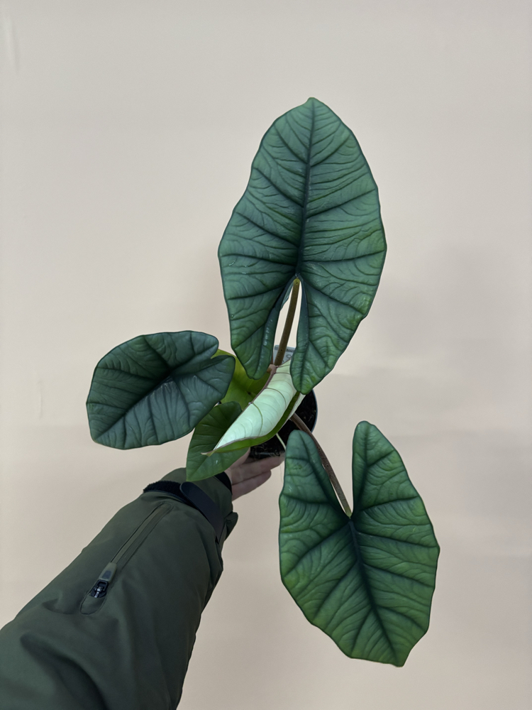 Alocasia Platinium
