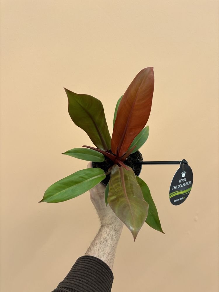 Philodendron Cherry Red 