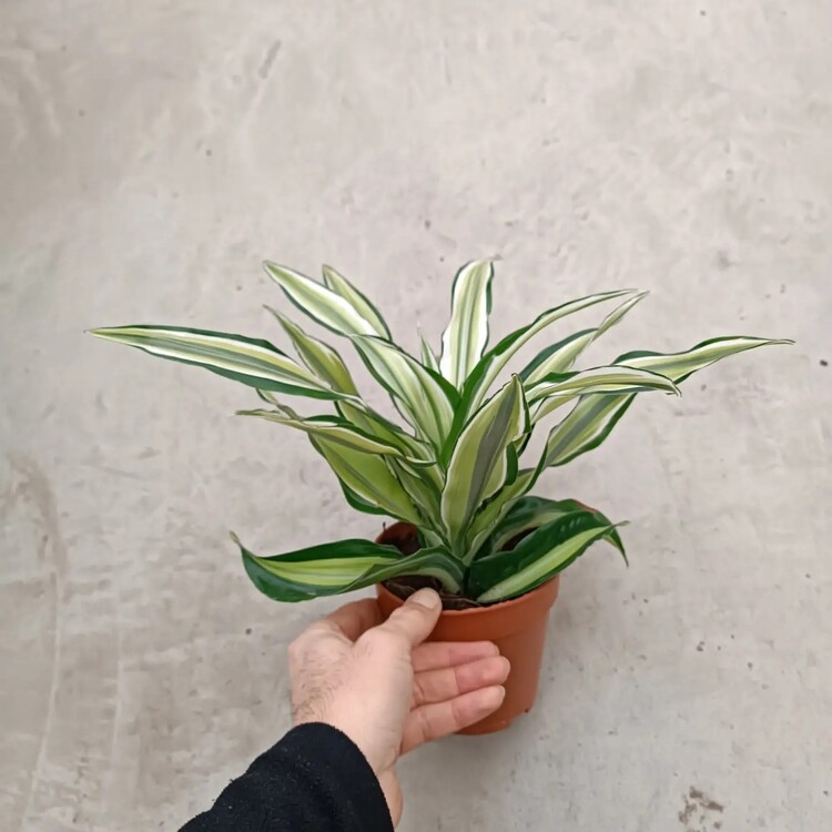 Dracaena Fragrans Yellow Coast