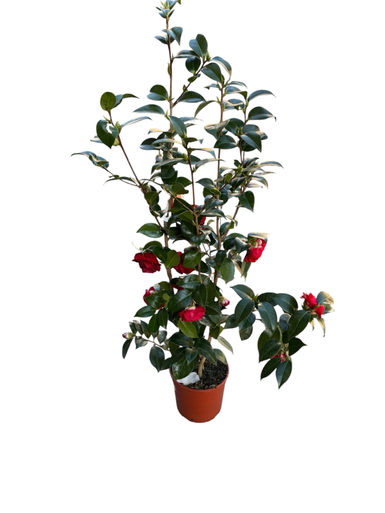 Camelia Japonica - Japon Kamelyası