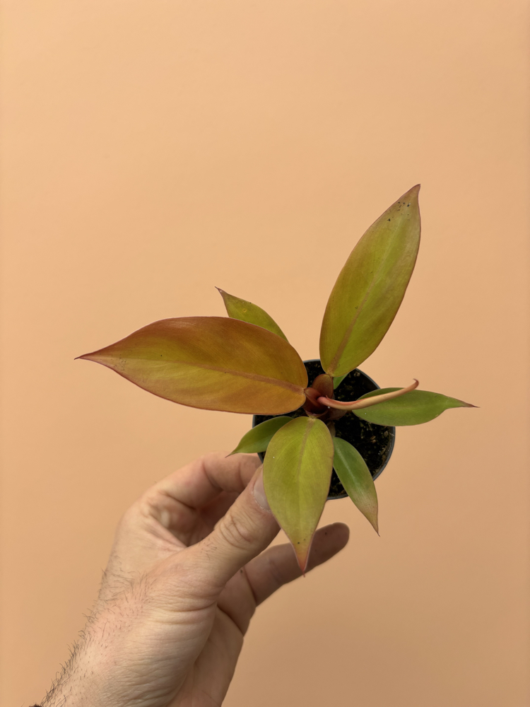 Mini Philodendron Prince of Orange 