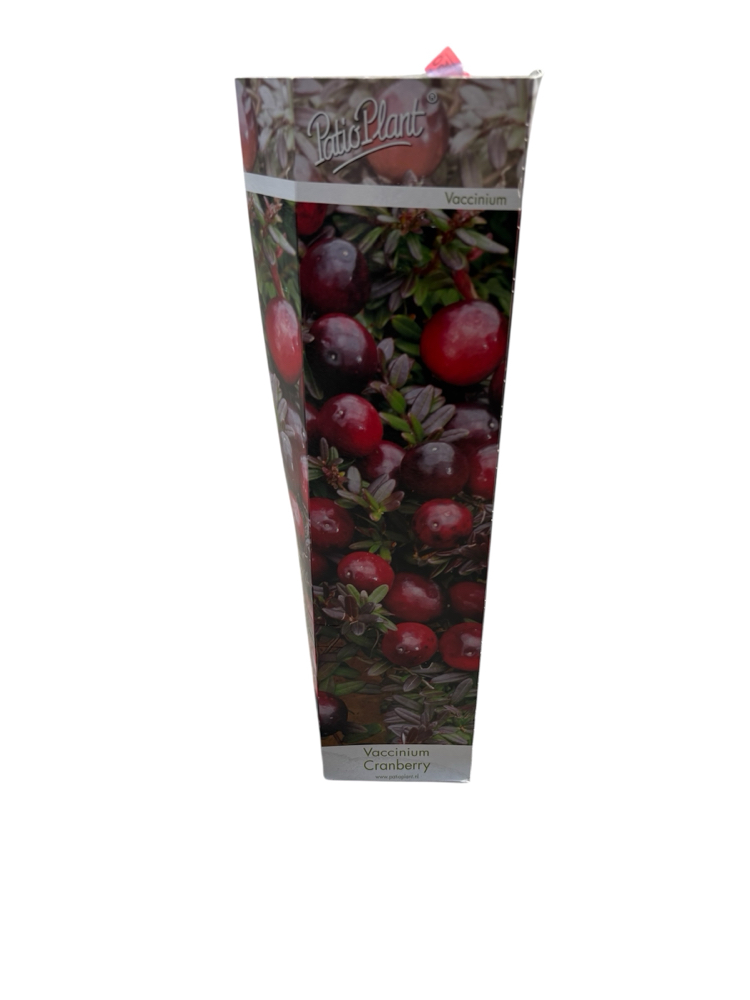 Vaccinium Macrocarpon ‘Cranberry’ Turna yemişi Fidesi