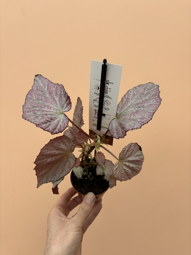 Begonia Two Face