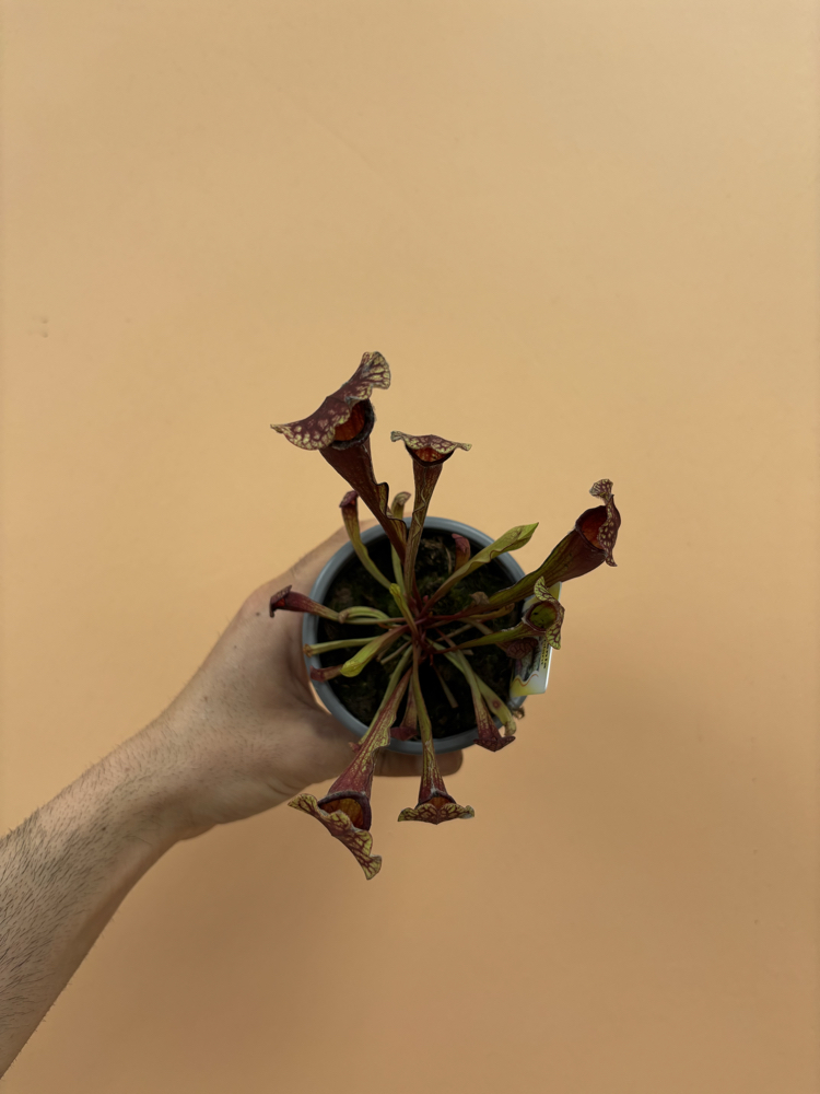 Sarracenia x mitchelliana