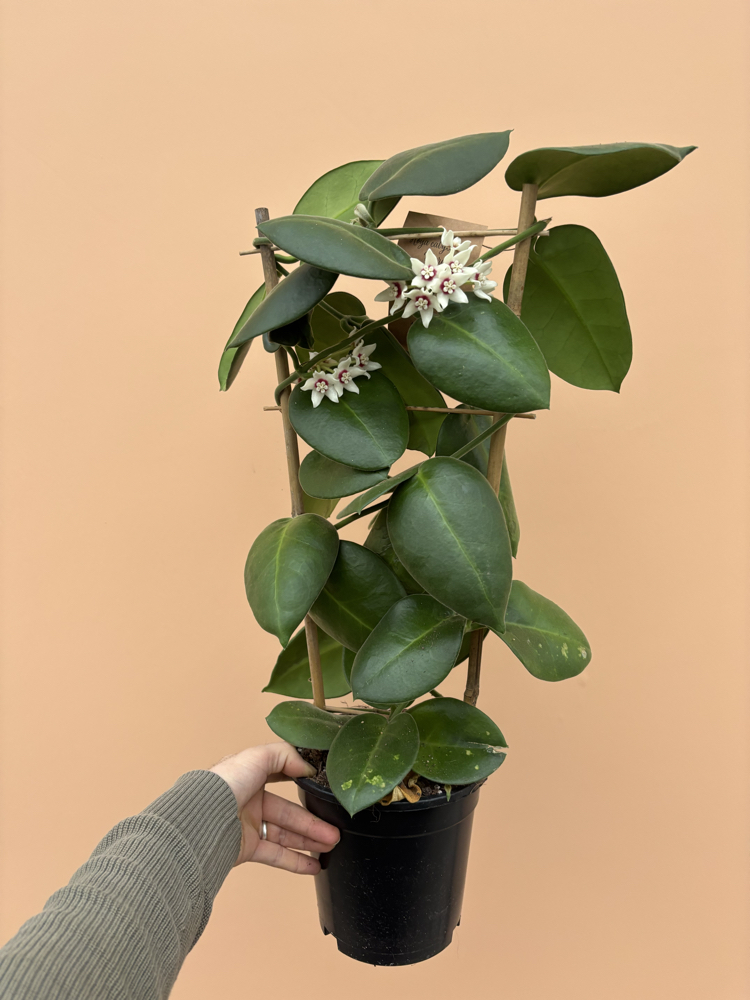 Hoya calycina 'Stargazer' 