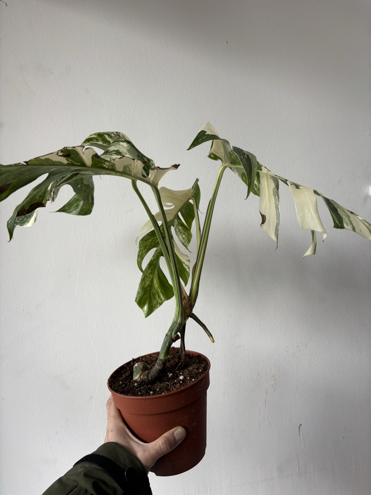 Monstera Deliciosa Albo Variegata 