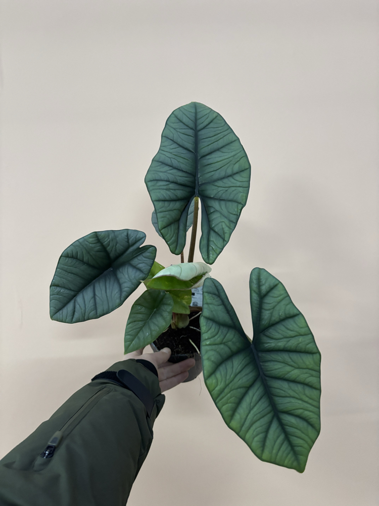 Alocasia Platinium