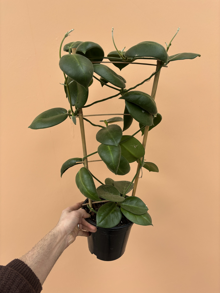 Hoya calycina 'Stargazer' 