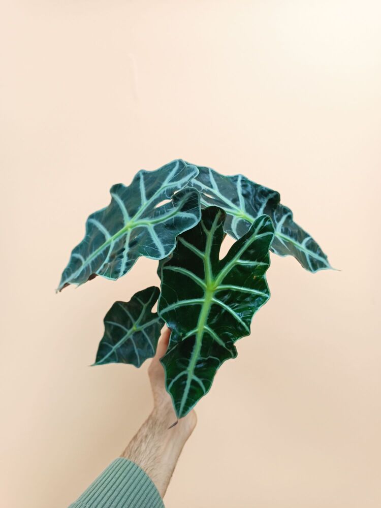 Alocasia Polly 