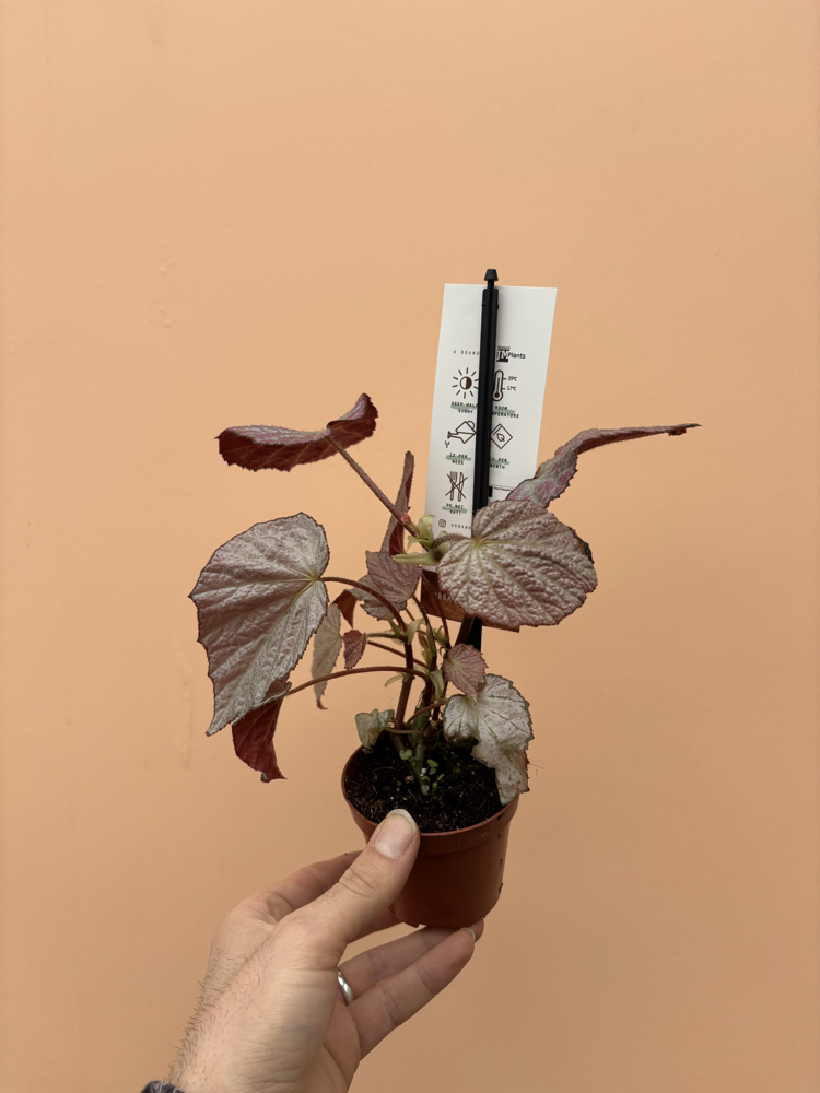 Begonia Two Face