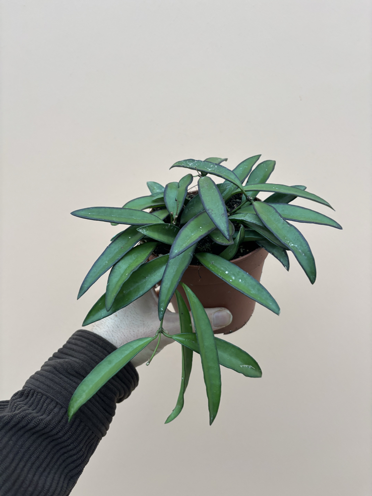 Hoya Wayetti