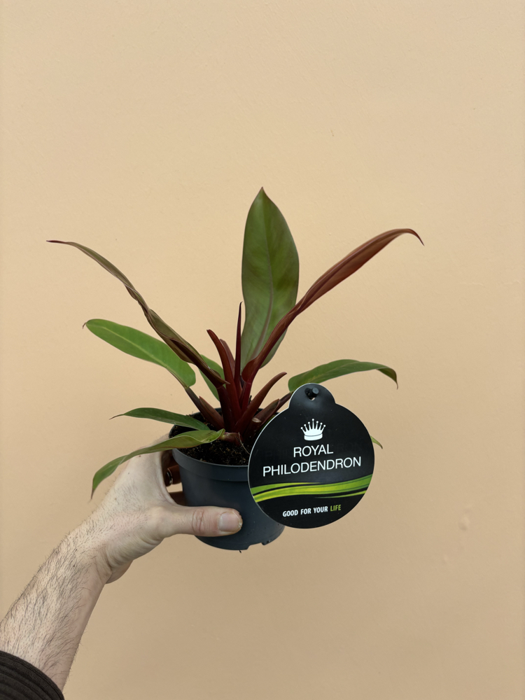 Philodendron Cherry Red 