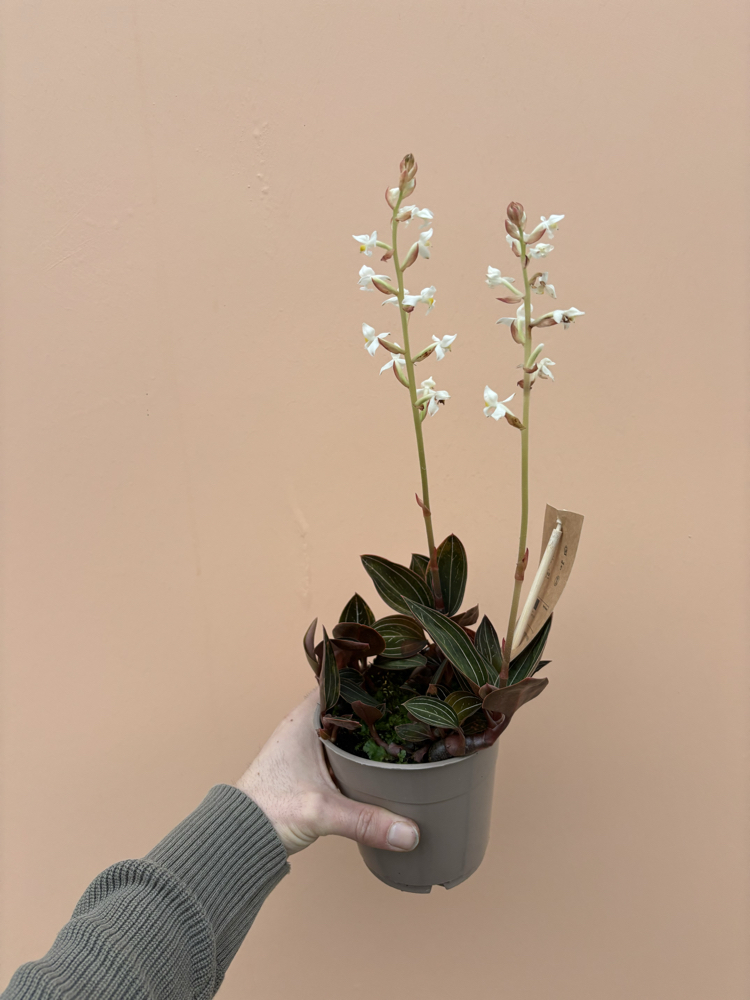 Ludisia Discolor 