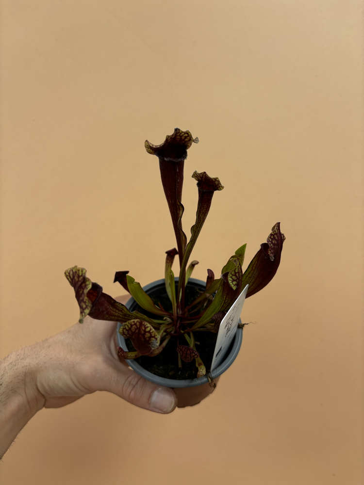 Sarracenia x mitchelliana