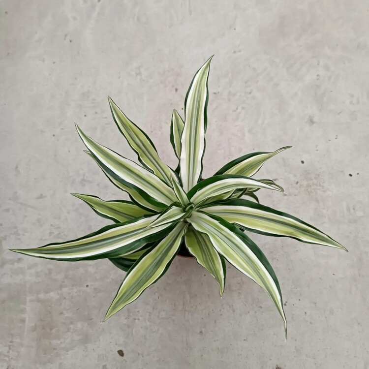 Dracaena Fragrans Yellow Coast