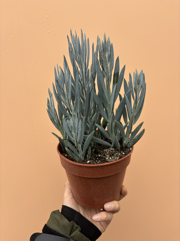 Curio ficoides 'Mount Everest'