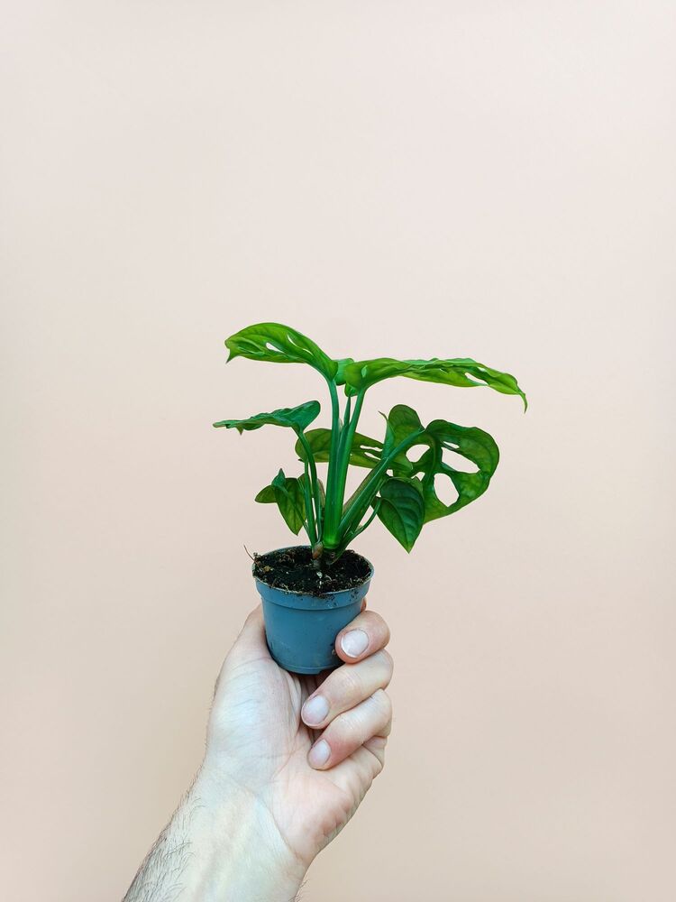 Mini Monstera Adansonii 