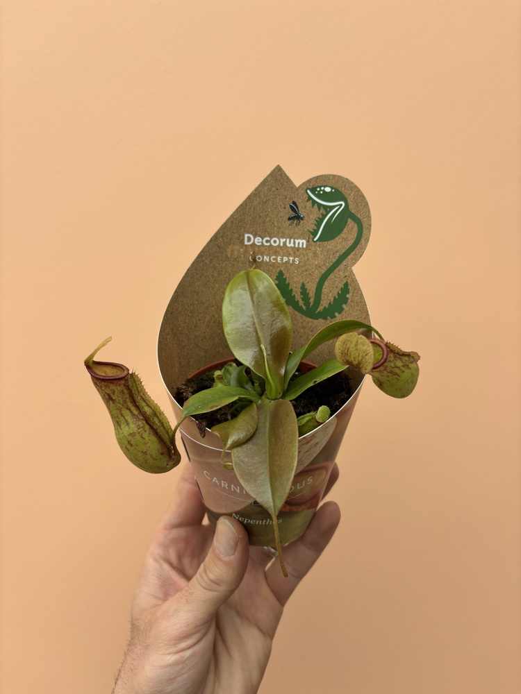 Nepenthes Hookeriana 