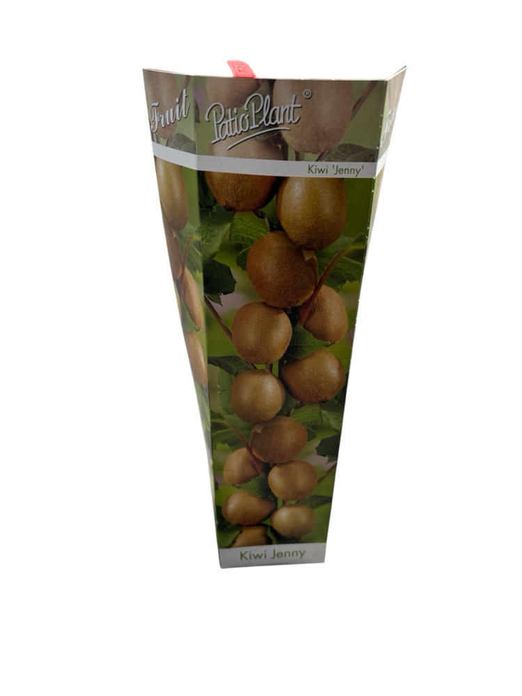 Kiwi Actinidia ‘Jenny’ - Kivi Meyvesi Fidanı 