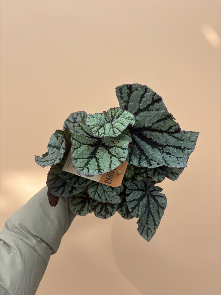 Begonia Fedor
