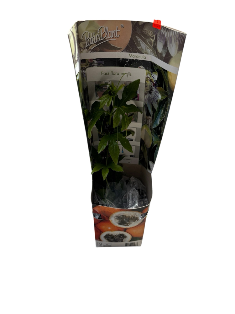 Passiflora edulis - çarkıfelek meyvesi fidanı