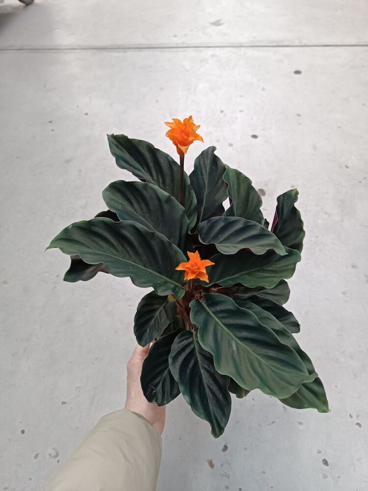 Calathea Crocata