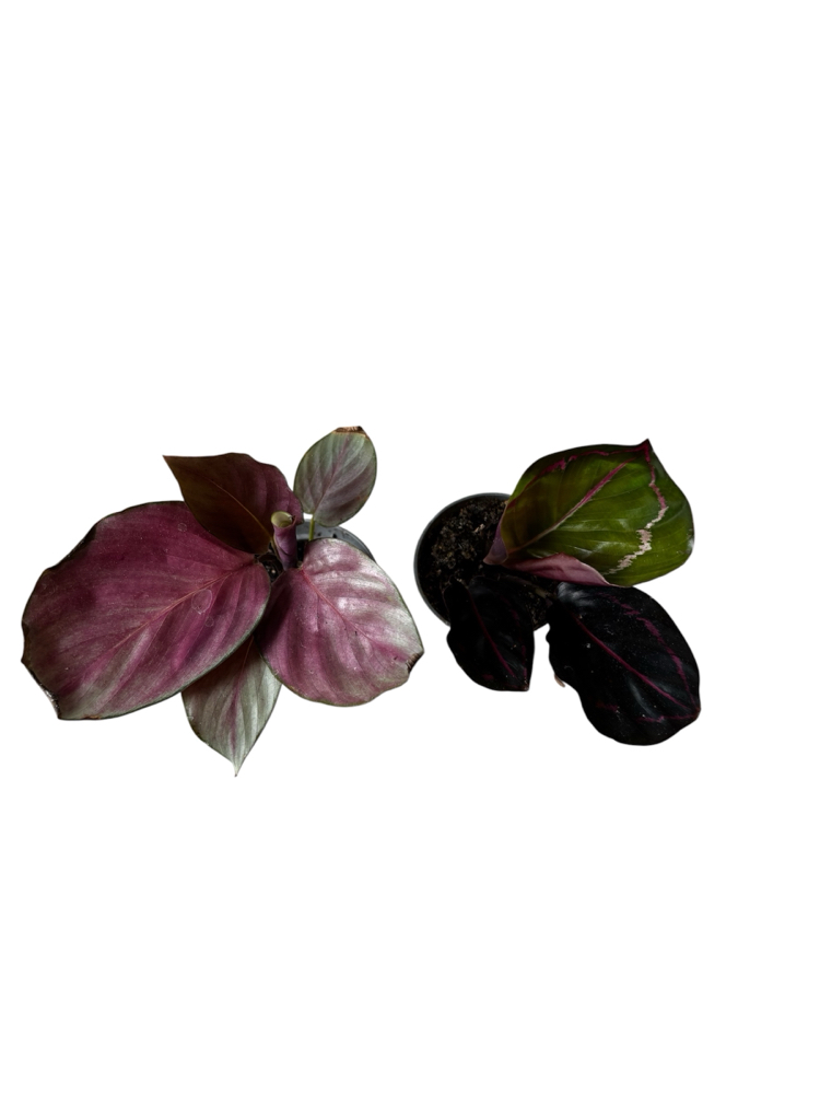 2’li Mini Calathea Seti
