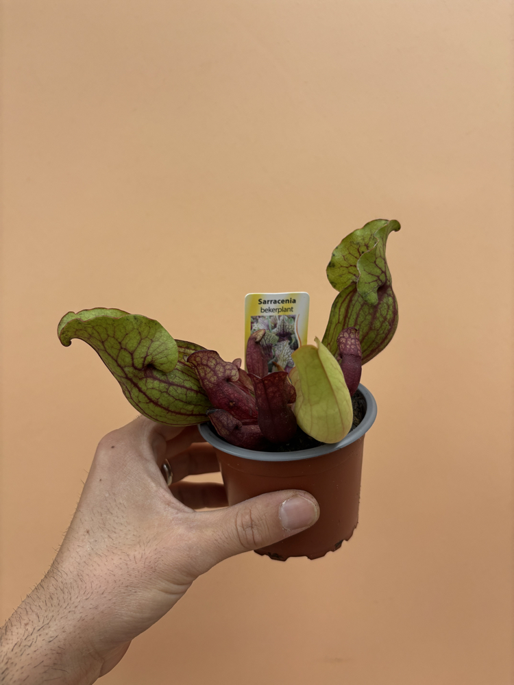  Sarracenia Purpurea Venosa