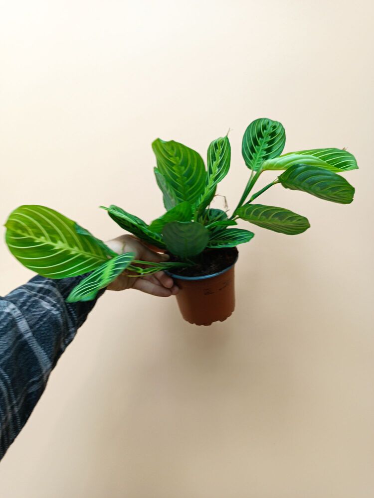Maranta Lemon Lime 