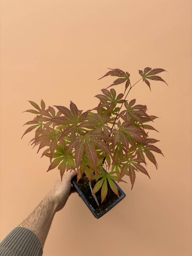 Acer Bonsai Deshojo