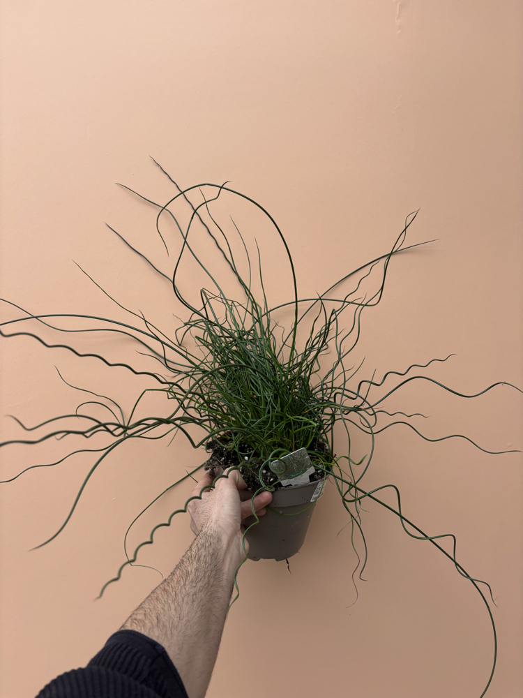 Juncus Effusus Spiralis 