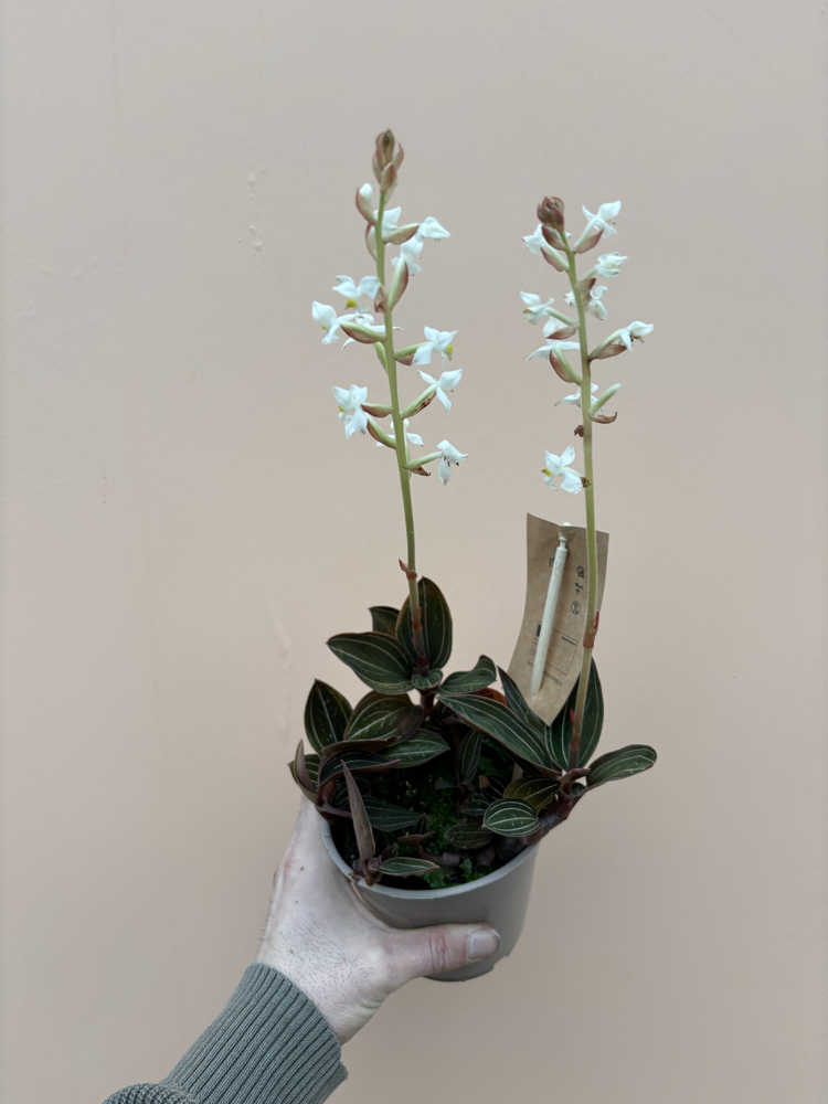 Ludisia Discolor 