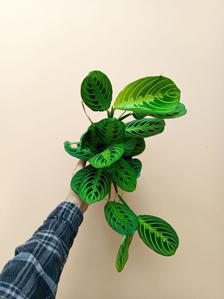 Maranta Lemon Lime 
