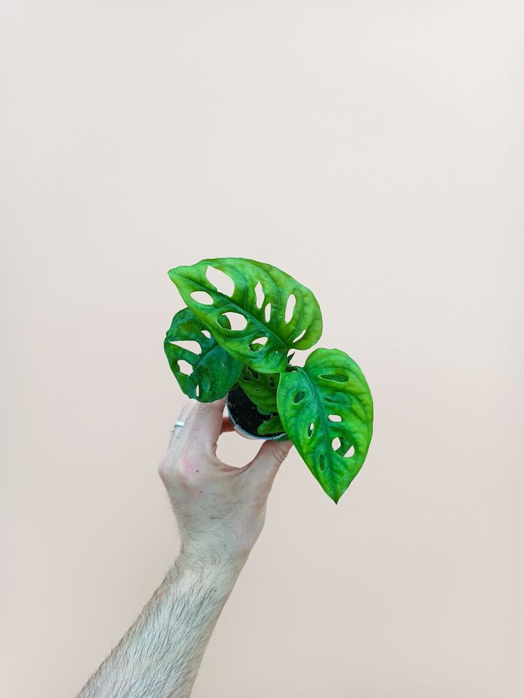 Mini Monstera Adansonii 