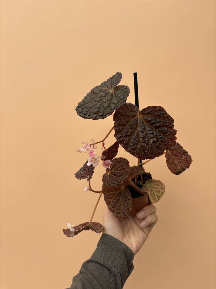 Begonia baik x dracopelta