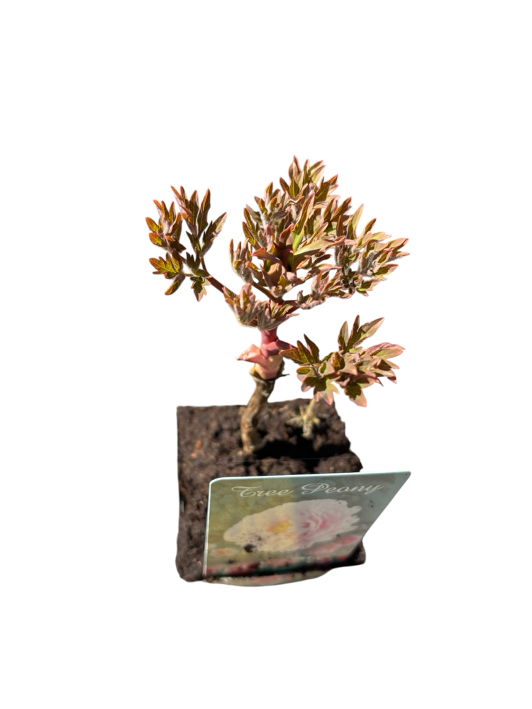 Paeonia suffruticosa - Şakayık Fidanı