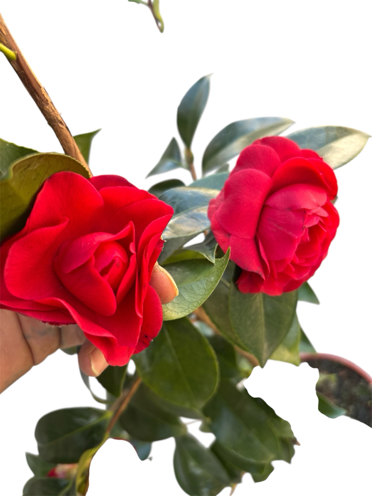 Camelia Japonica - Japon Kamelyası