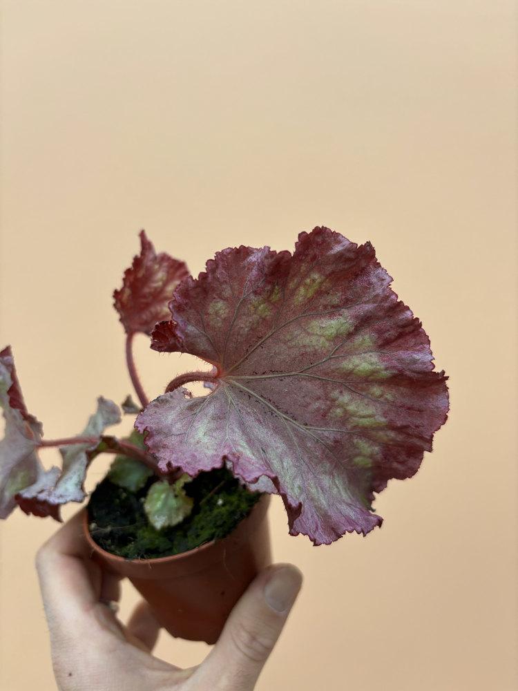 Begonia Pink Panther
