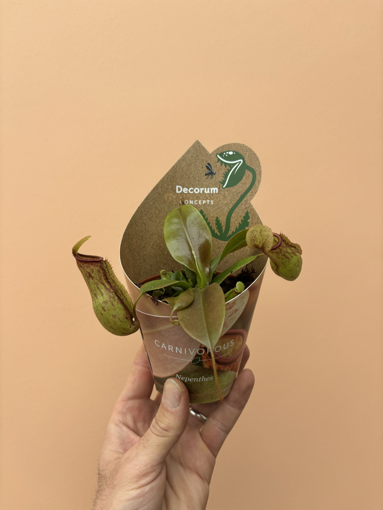 Nepenthes Hookeriana 